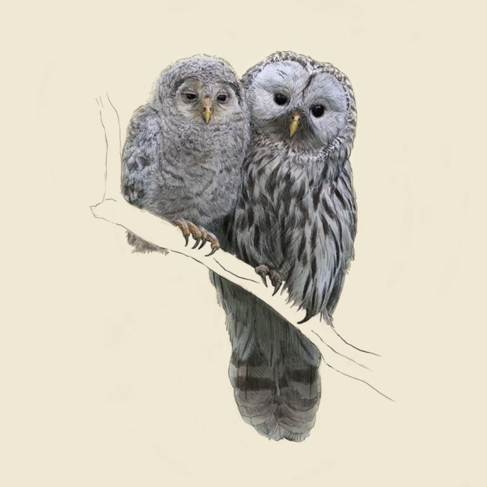 Barred Owls greetings card