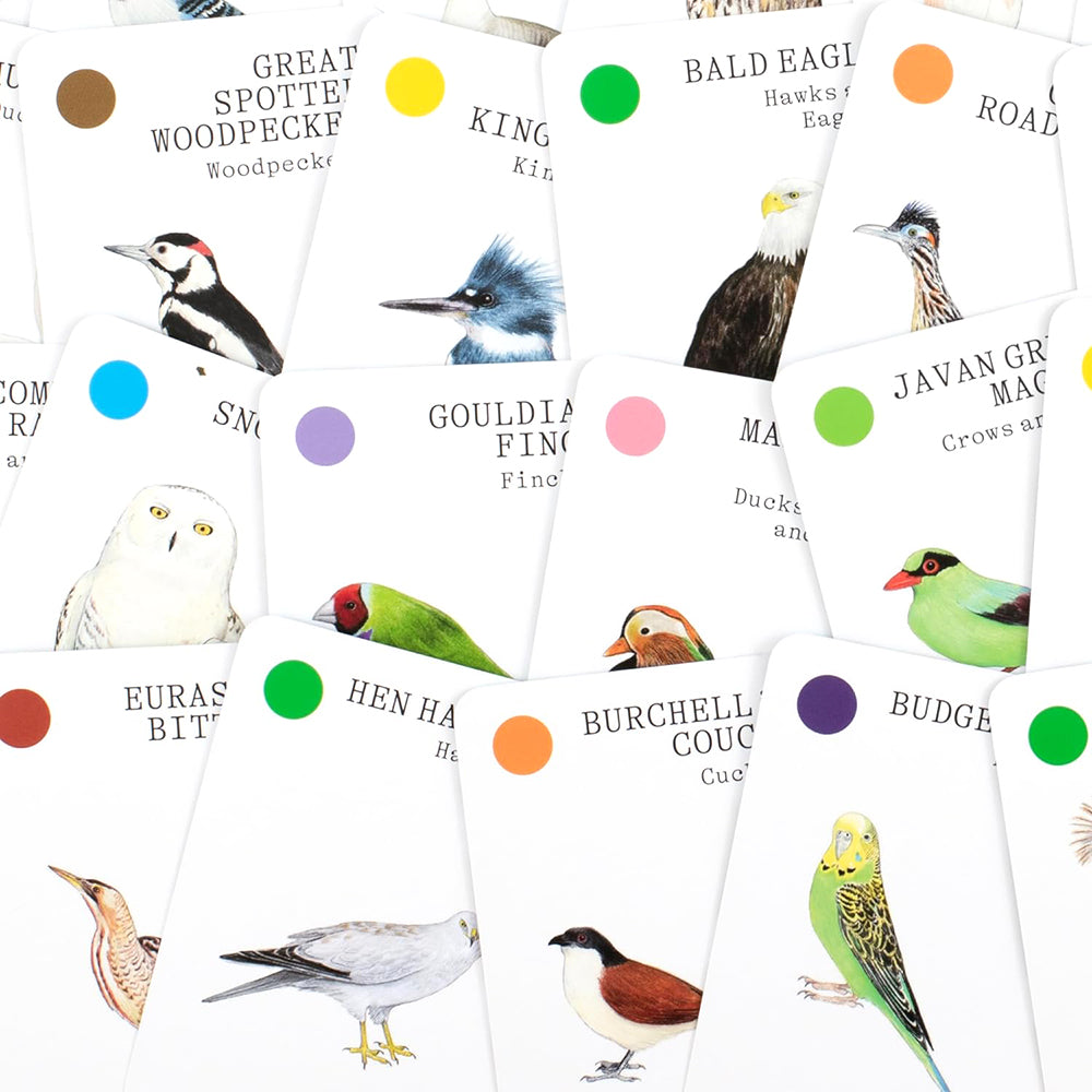 Bird families: a high-flying card game