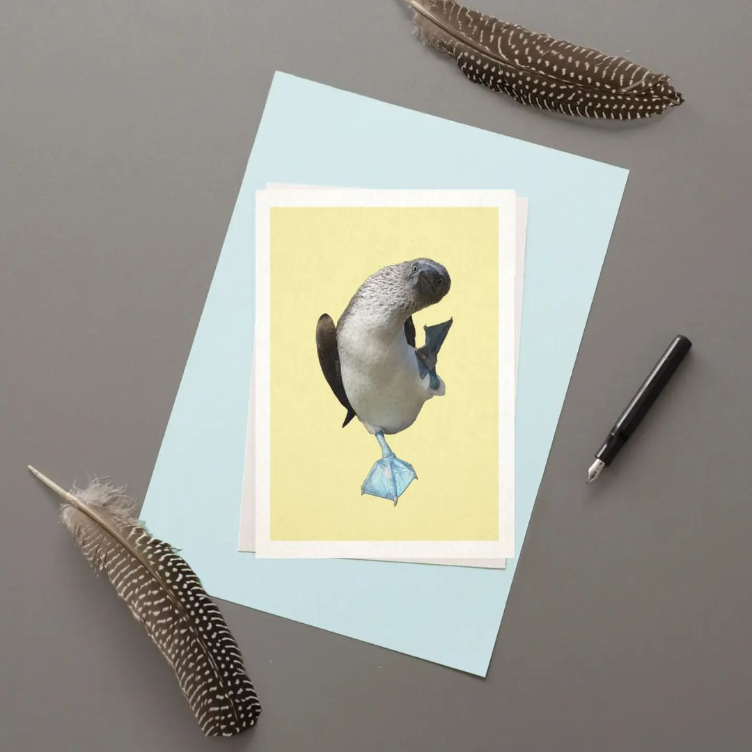 Blue Footed Booby greetings card