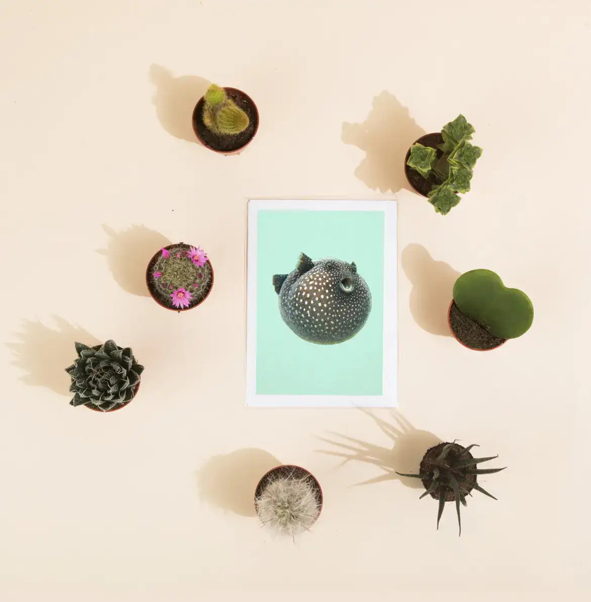 Lessert's Rainbow Spider Greetings Card