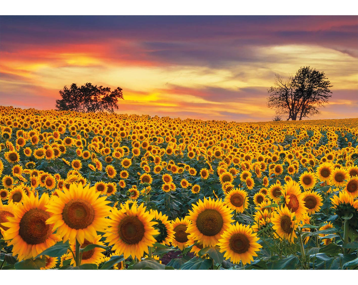 Sunflower Field: 40 pieces