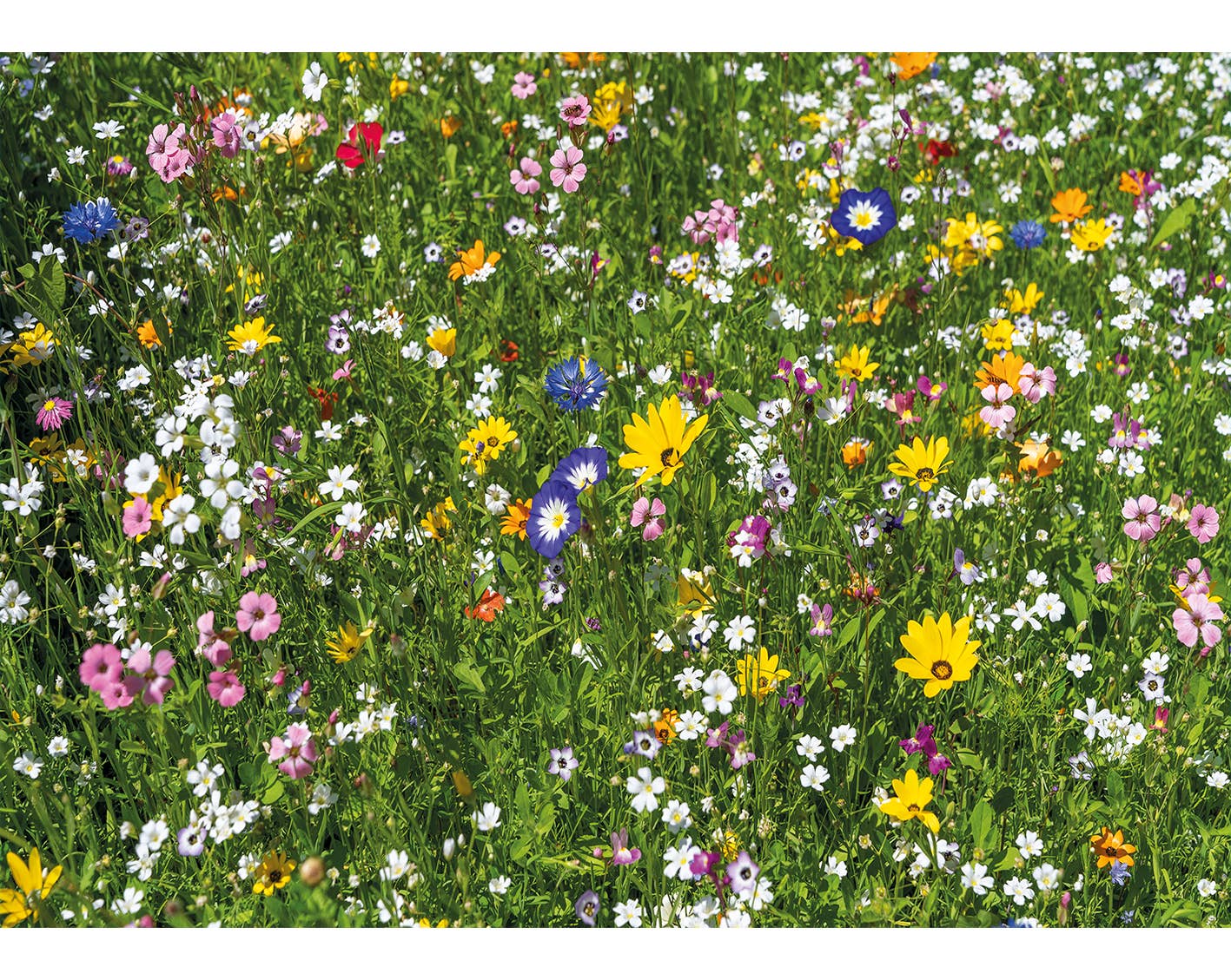 Colourful Meadow: 40 pieces - Wentworth jigsaw puzzle