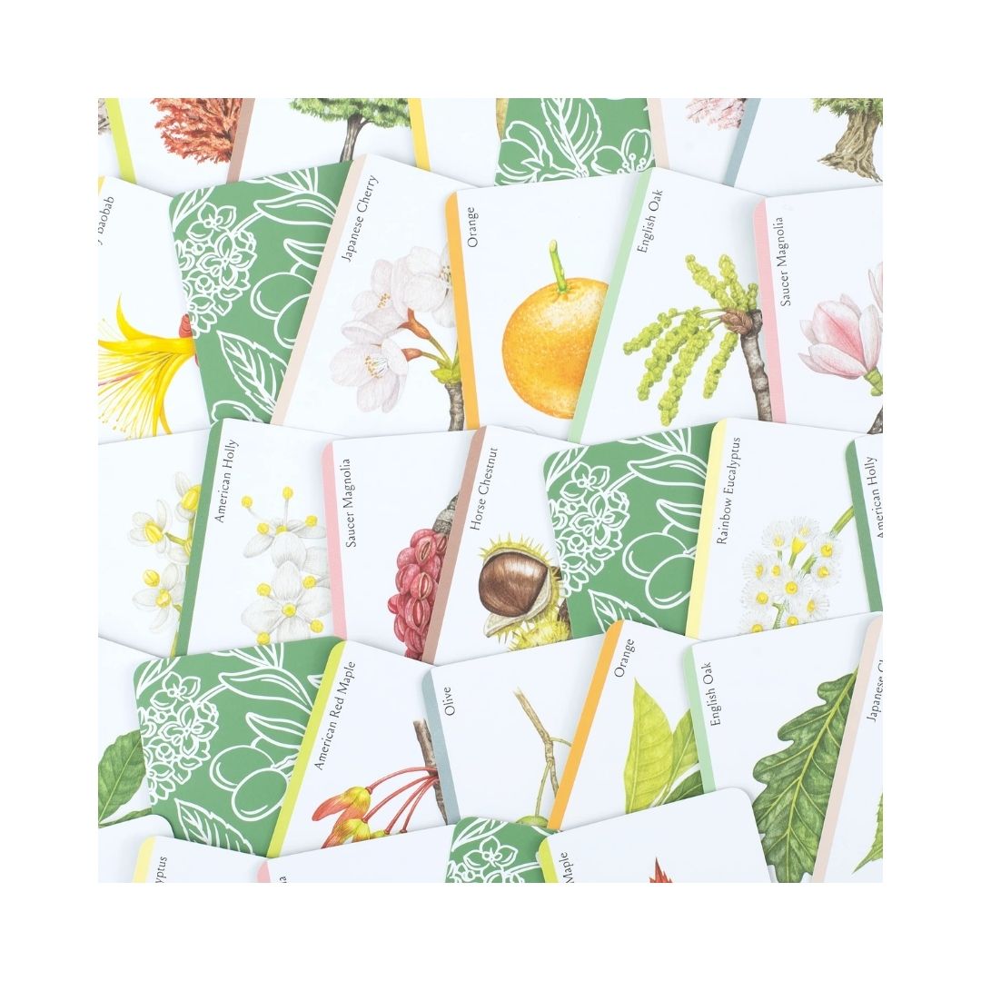 Tree families: a botanical card game